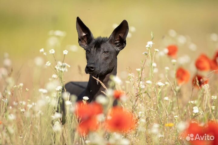 Ксолоитцкуинтли Мексиканская голая Ксоло