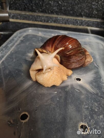 Улитки ахатины бесплатно