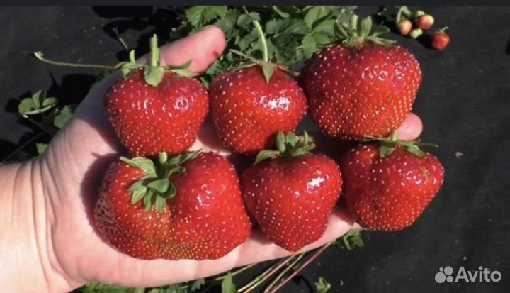 Клубника Гигантелла Максим