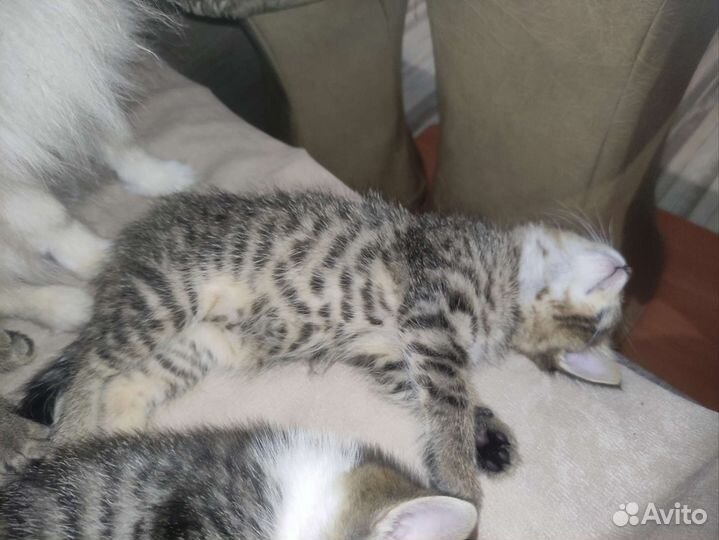 Кошка в дар