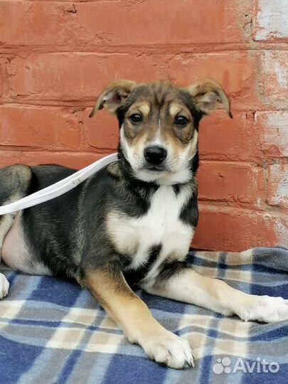 Щенок Ларида