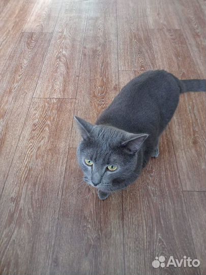 Отдадим котика в хорошие руки