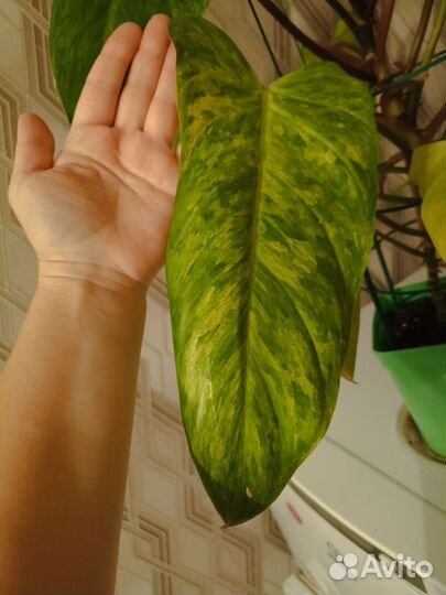 Филодендрон медуза