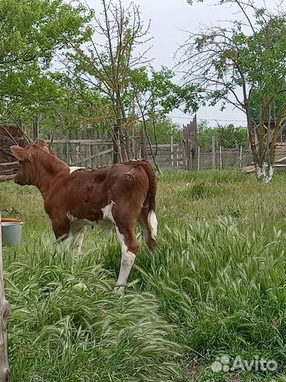 Корова с теленком