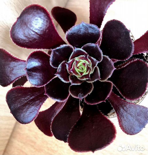 Эониумы, крассула, алоэ