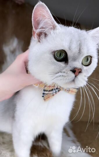 Котик с изумрудными глазами