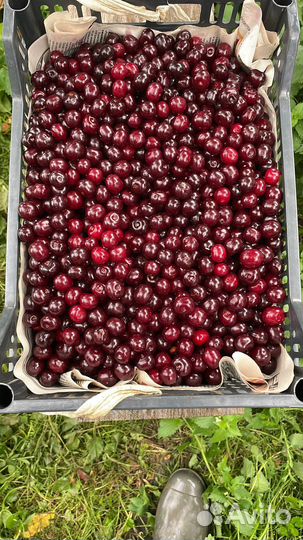 Вишня ягода последний сбор