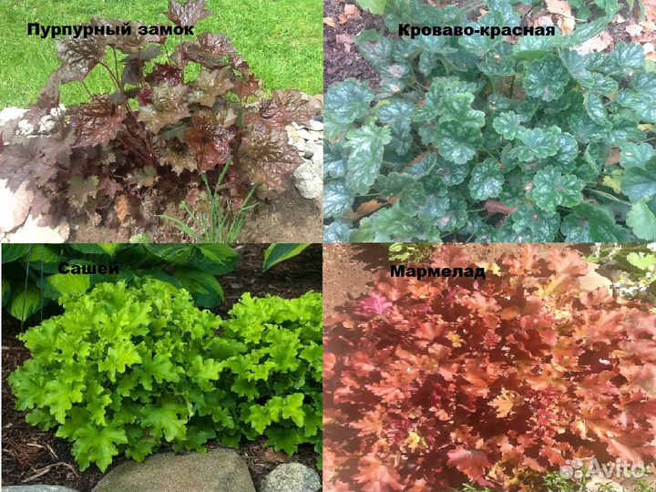 Хоста, бадан, гейхеры и другие многолетники