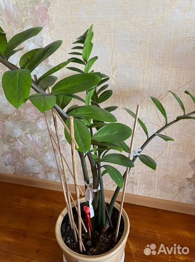 Замиокулькас