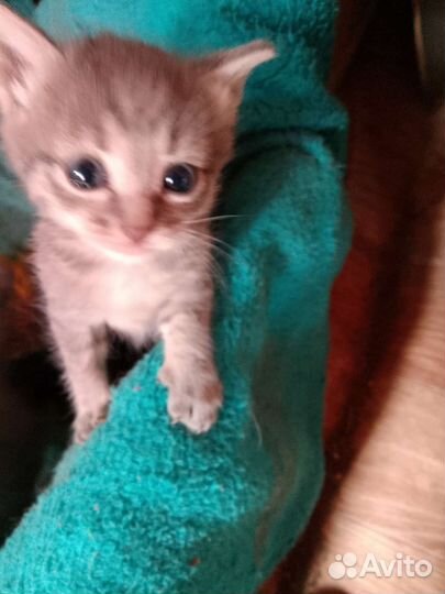 Котятки в добрые руки