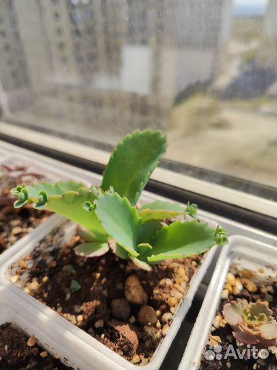 Суккуленты