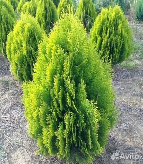 Сажены Туя, Книжка. 100 см