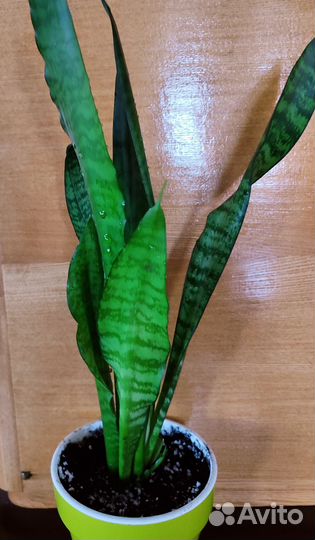 Сансевиерия