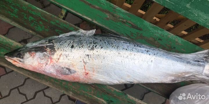 Сёмга дичка от 2-11 кг