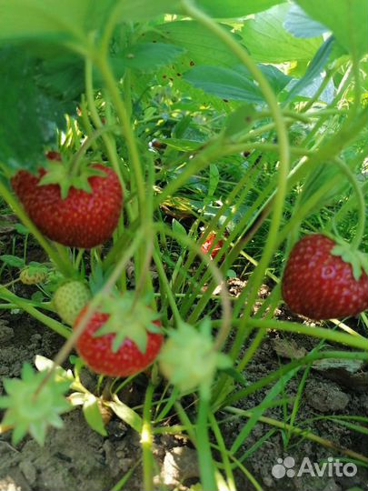 Рассада клубники