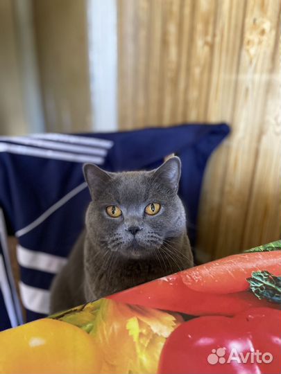 Британский кот