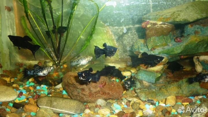 Рыбки моллинезии