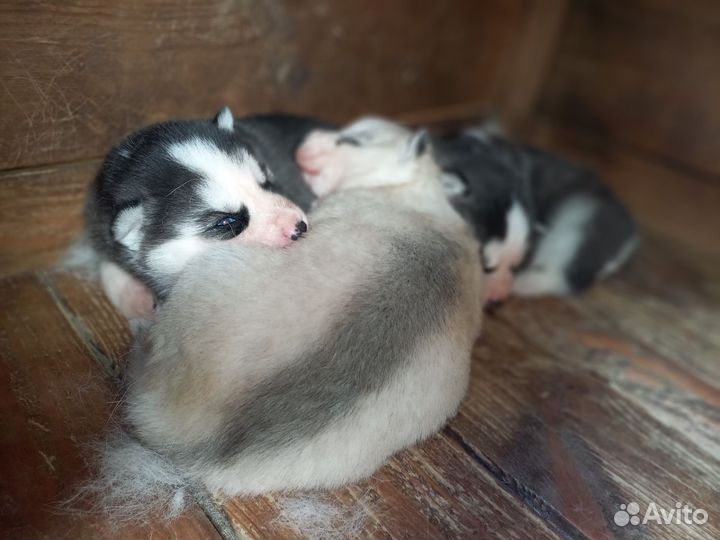 Бронирование щенков сибирских хаски