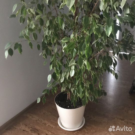 Фикус Бенджамина, двухцветный, 2 дерева