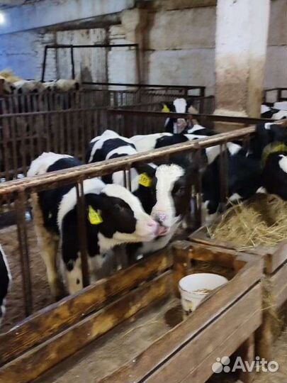 Бычки телята