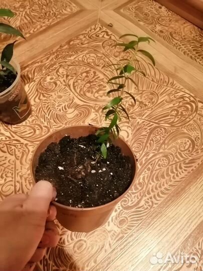 Домашние растения