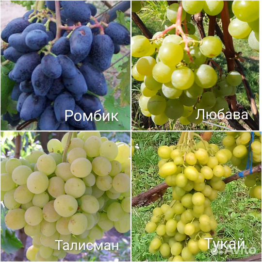 Саженцы винограда, смородины