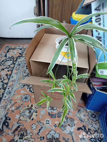 Комнатные цветы