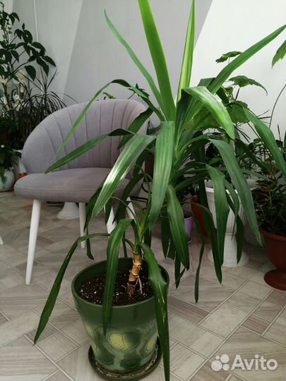 Пальма Юкка