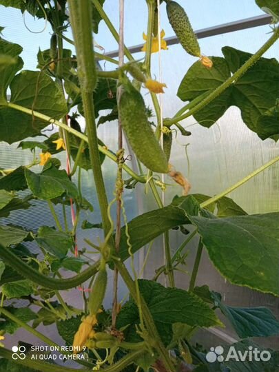 Огурцы свежие домашние только с грядки 8л