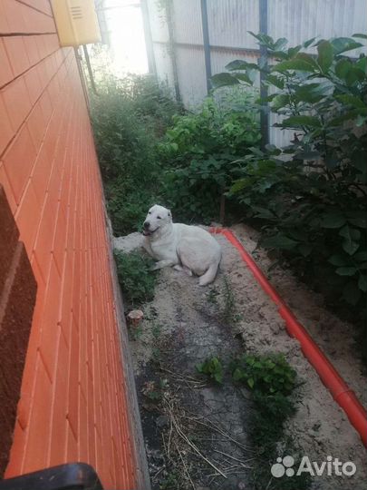 Собака потеряшка