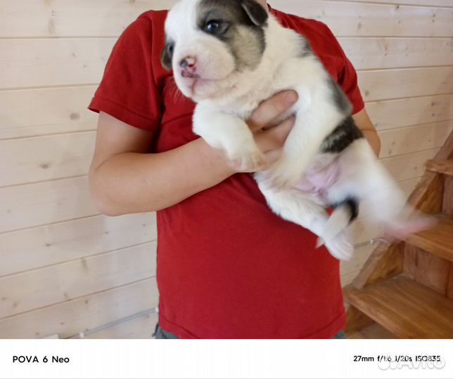 Собака алабай щенки сао абориген помесь