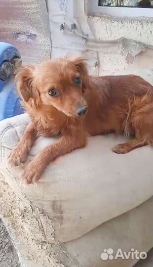 Маленькая собачка в добрые руки