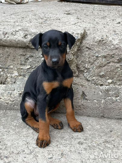 Собаки щенки добермана