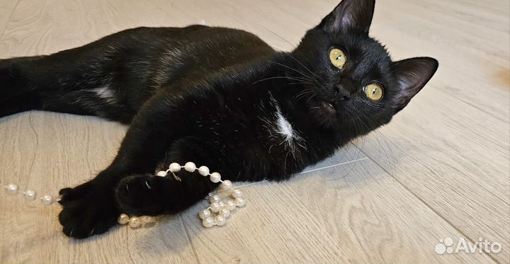 Киска сосиска в добрые руки