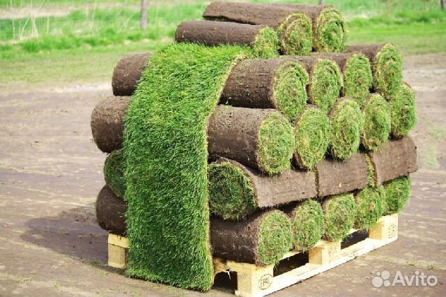 Рулонный газон 