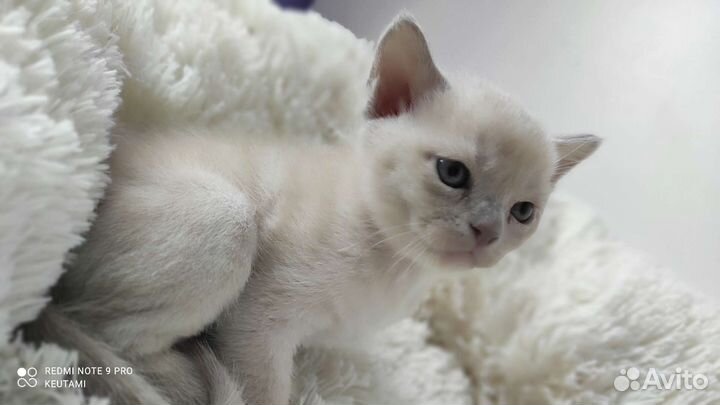 Европейская бурма(котята)