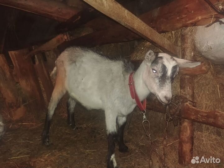 Козы молодые