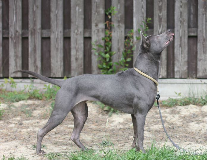 Тайский риджбек в добрые руки