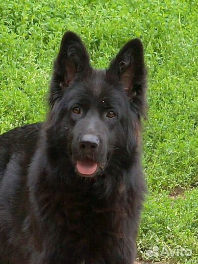 Подрощенная девочка немецкая овчарка дш