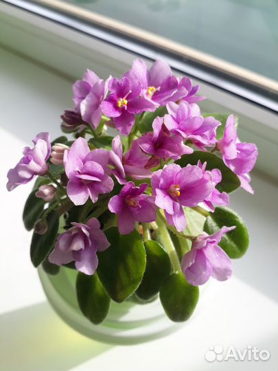 Фиалка (мини и полумини)