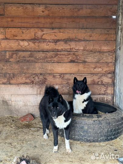 Русско европейская лайка