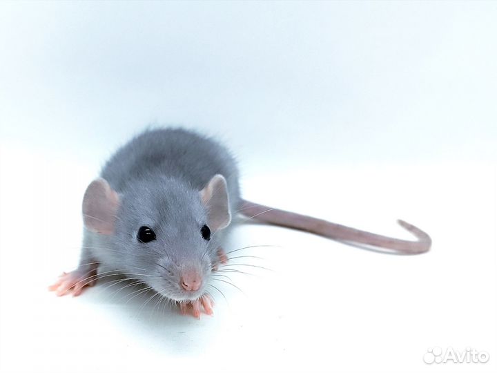 Крысята дамбо и стандарт