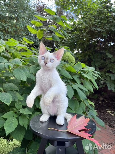 Девон-рекс. Котенок девочка