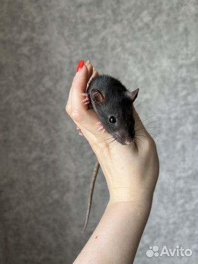 Крысята дамбо