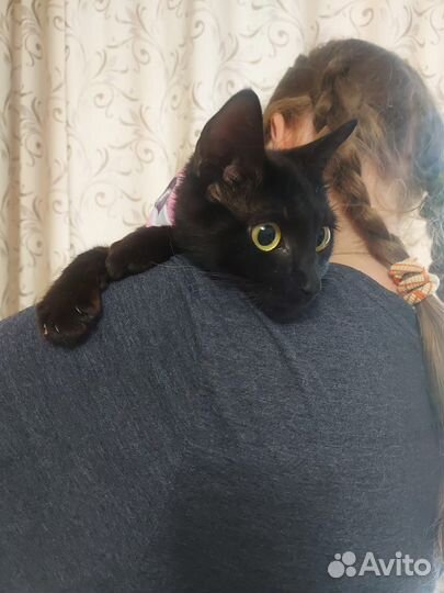Ласковая кошечка