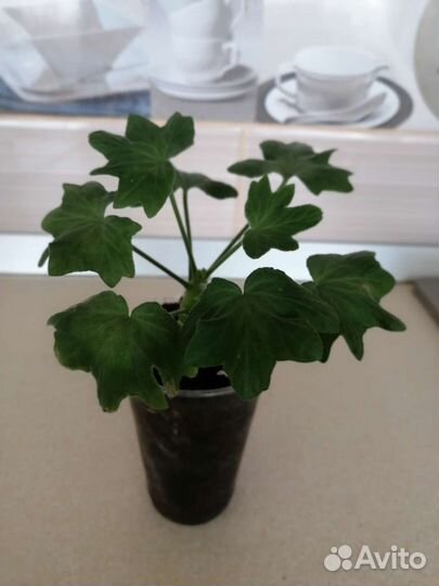 Пеларгония Ричард Хадсон