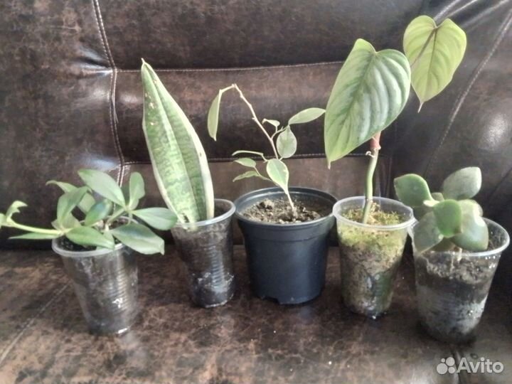 Комнатные цветы набор