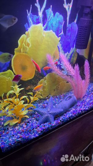 Аквариум 20л с рыбками и всем содержимым