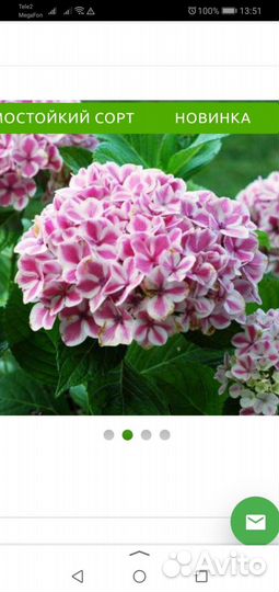 Гортензия крупнолистная саженцы