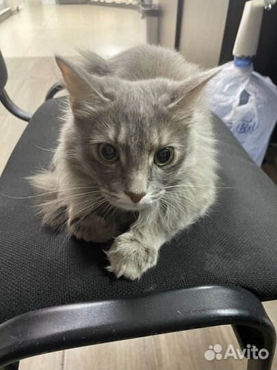 Кошка в дар бесплатно